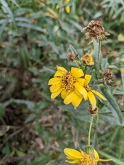 Arnica lanceolata