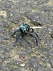 Euthyrhynchus floridanus