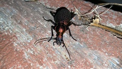 Carabus smaragdinus
