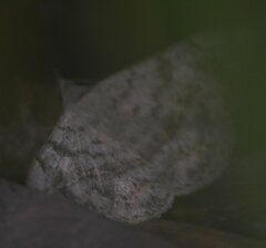 Anticarsia