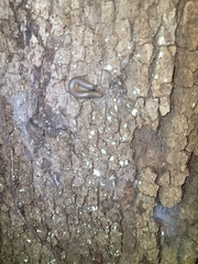 Anadenobolus monilicornis