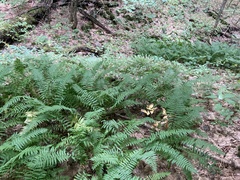 Homalosorus pycnocarpos