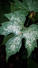 Vitis aestivalis