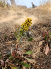 Solidago lepida