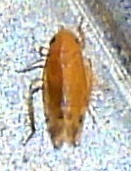 Xestocephalus