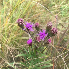 Liatris ligulistylis