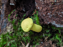Pulveroboletus