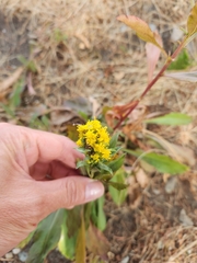 Solidago lepida