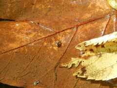 Trepobates knighti