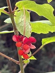 Euonymus occidentalis occidentalis