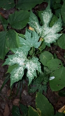 Vitis aestivalis