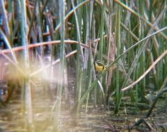 Tachuris rubrigastra