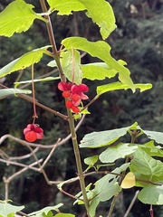 Euonymus occidentalis occidentalis
