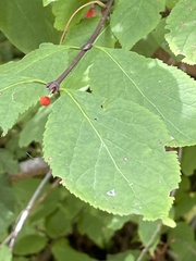 Euonymus occidentalis occidentalis