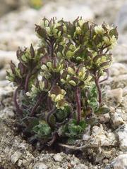 Draba lemmonii