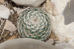 Mammillaria chionocephala