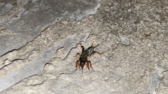 Gryllotalpa orientalis