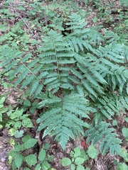 Dryopteris goldieana