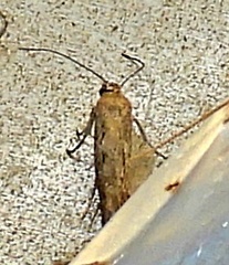 Scythrididae