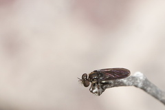 Pipunculidae