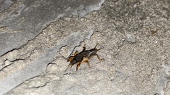 Gryllotalpa orientalis