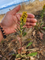 Solidago lepida