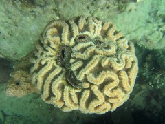 Lobophyllia