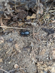 Coelocnemis dilaticollis