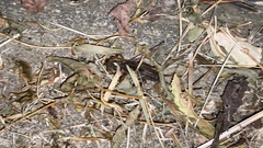 Gryllotalpa orientalis