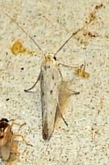 Scythrididae