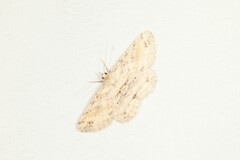 Scioglyptis lithenopa