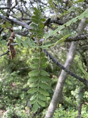 Bursera copallifera