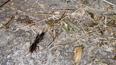 Gryllotalpa orientalis