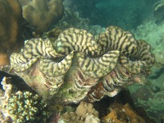 Tridacna maxima