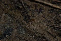 Potamopyrgus estuarinus