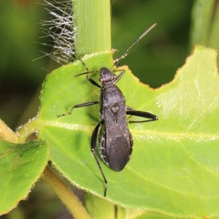 Alydus