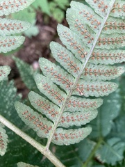 Dryopteris goldieana