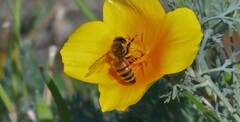 Apis mellifera