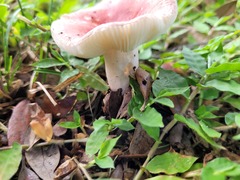 Russula hixsonii