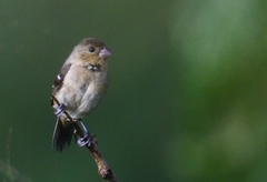 Sporophila morelleti