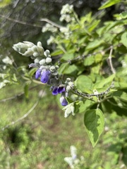 Salvia breviflora