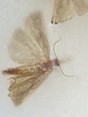 Peoria approximella