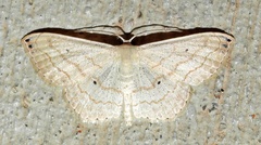 Scopula umbilicata