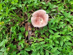Russula hixsonii