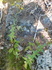 Hieracium umbellatum umbellatum