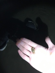 Hemigrapsus crenulatus