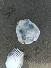 Ostreidae