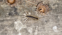 Scutigeromorpha