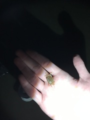 Hemigrapsus crenulatus