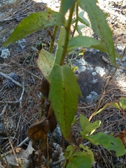 Hieracium umbellatum umbellatum